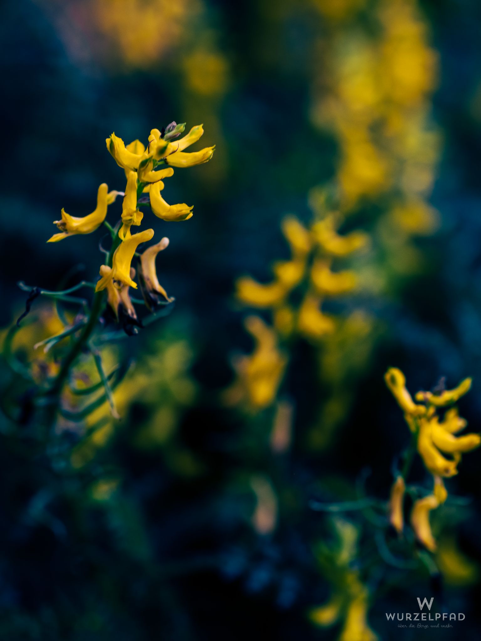 Staude im Botanischen Garten